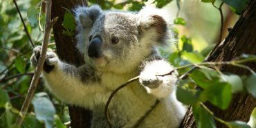 Open edX Eucalyptus has been released